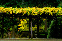 Wisteria