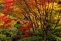 Japanese Garden, PDX
