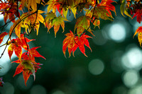 Maple Leaves
