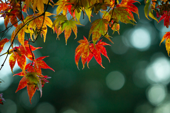 Maple Leaves