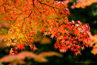 Maple in full colors