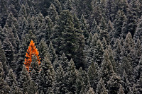 Orange tree in forrest, Prineville
