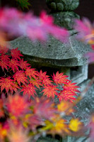 PDX Japanese garden