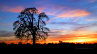 Silhouette tree in Woodburn
