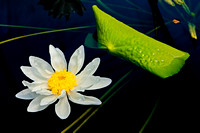 water Lilly